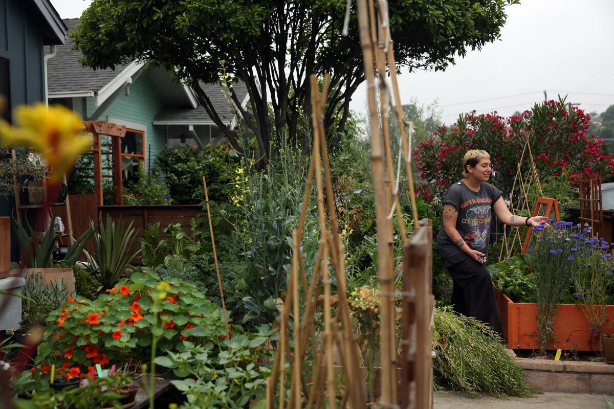 Alexandra Kacha, 33, tends to a frontyard garden in Highland Park. The vegetables and herbs from Kacha’s garden have attracted neighbors and Instagram followers armed with muffins, fruit and other food to trade.