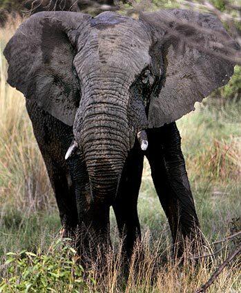 Samson, a wild bull elephant at the Welgevonden Game Reserve, sizes up visitors. Known as Elephant No. 1, hes one of four sterilized bulls on the compound whose behaviors are being studied in an effort to address South Africas burgeoning elephant population.