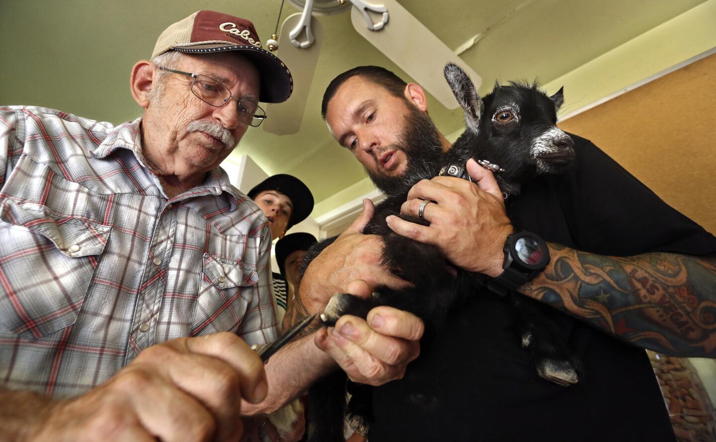 Jim Hosley, left, co-owner of Amber Waves farm in Norco, Calif., clips the hooves of Charles, a 7-week-old African pygmy goat being held by its owner, Matthew Smith of Norco.