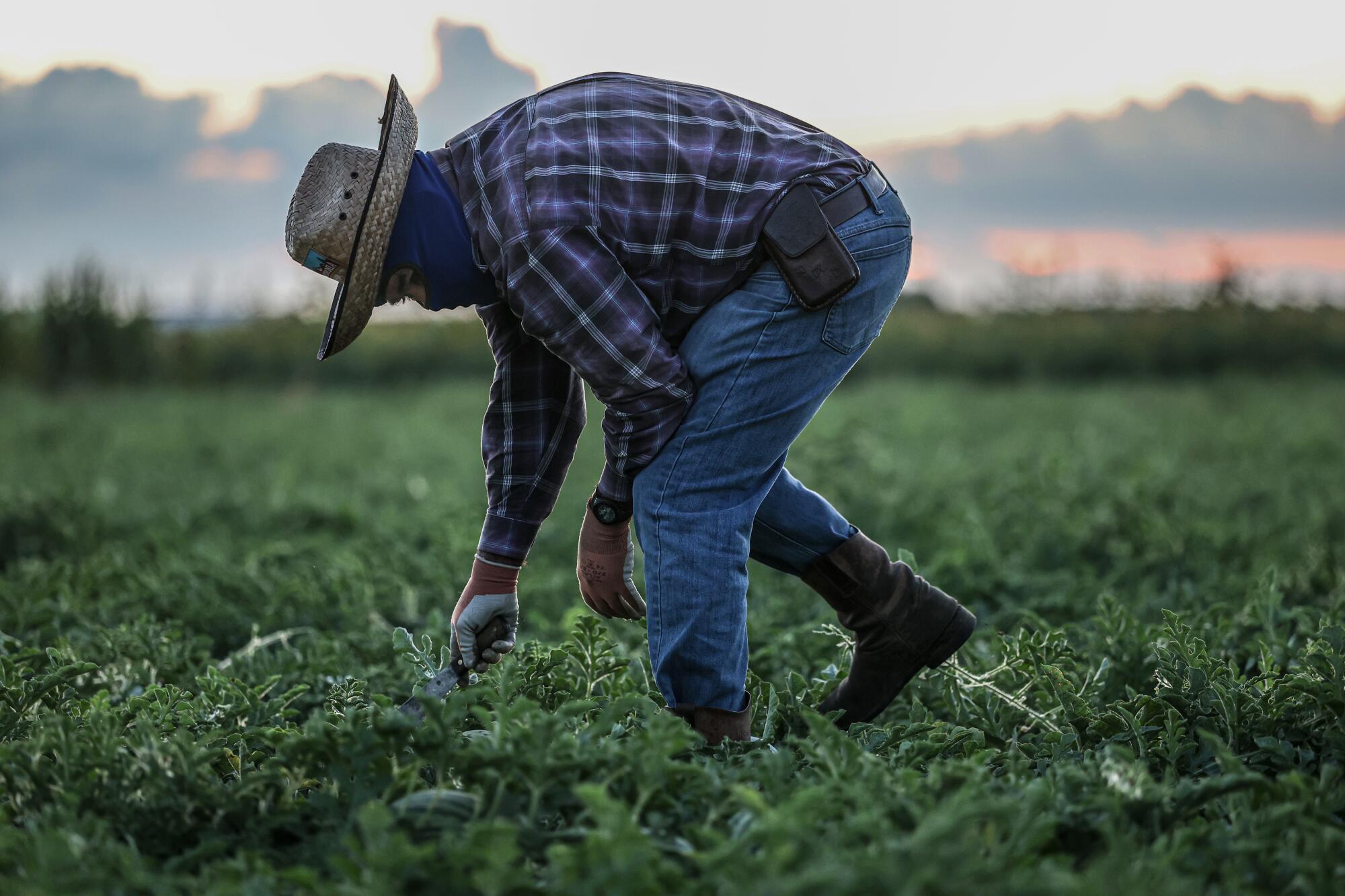 A farmworker bends over a crop