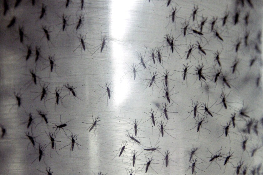 Многие генетически модифицированные комары Aedes aegypti содержатся в вольерах.