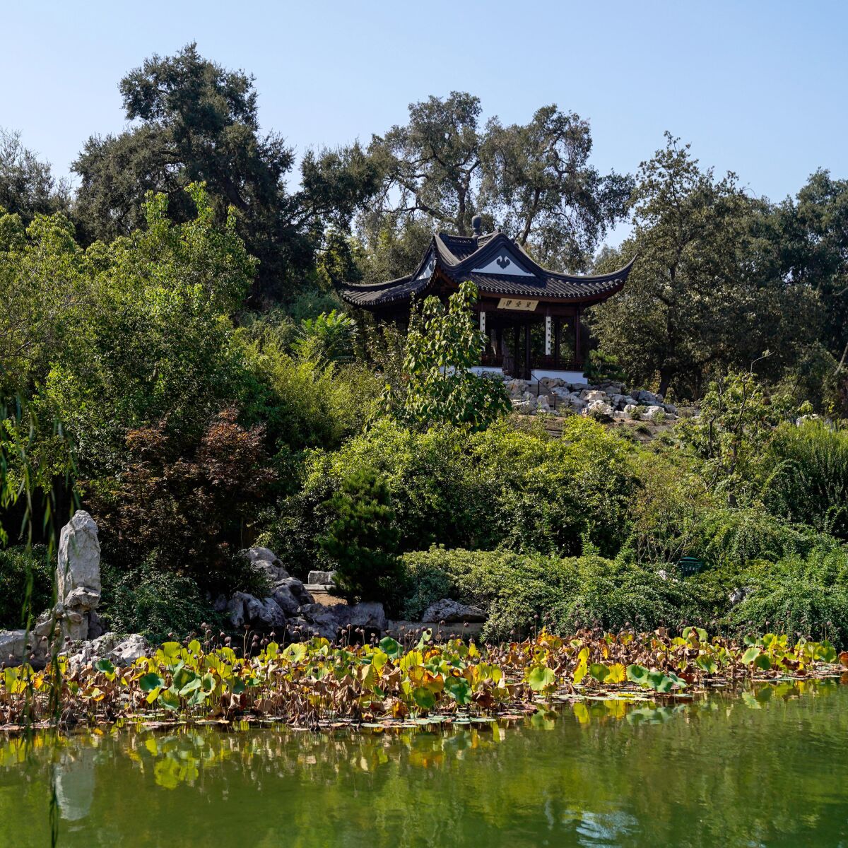 A Chinese pavilion and lily pond.