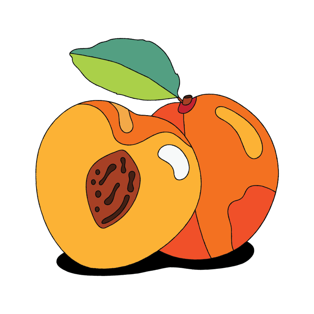 Illustration of Apricots