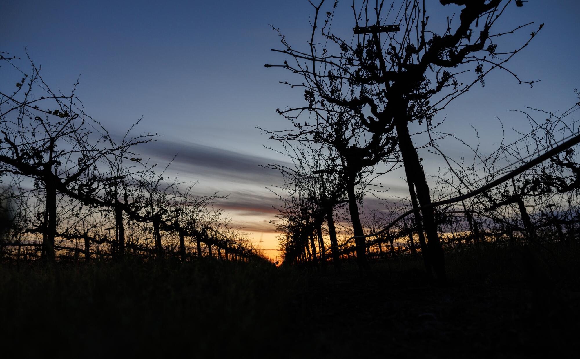 Shriveled grapevines against an evening sky.