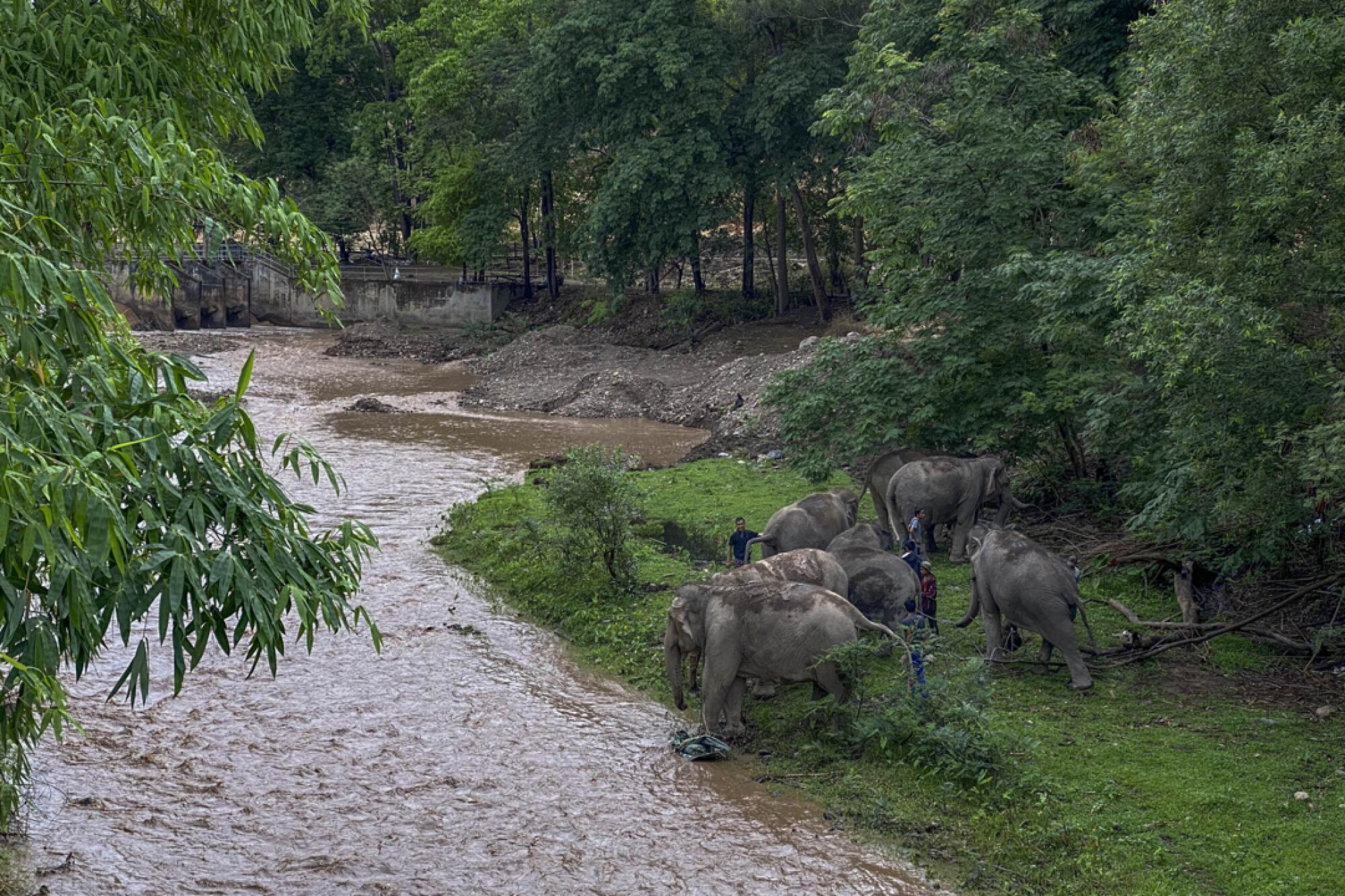 The herd takes a break on the shore of a river. The project to bring unemployed elephants home was launched in response to appeals from their owners.