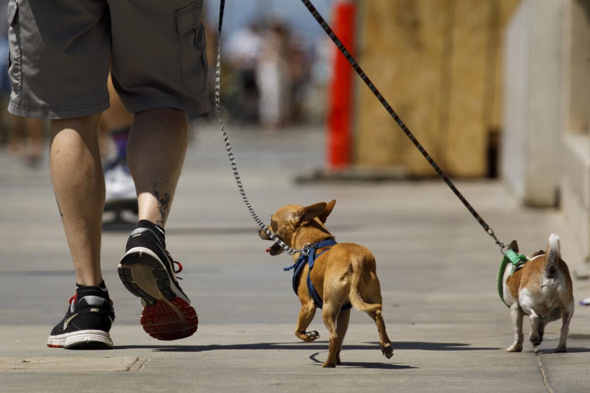 A pedestrian walks two dogs on leashes 