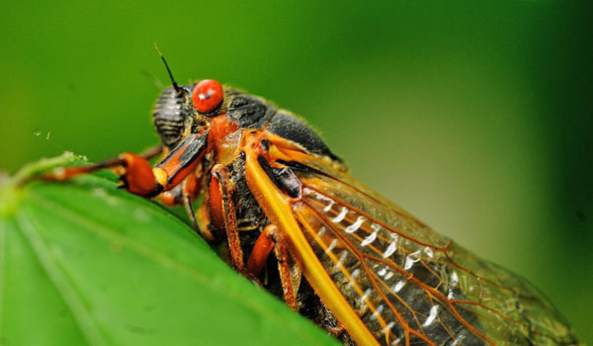 Billions of Brood II cicadas are emerging from the ground in the eastern U.S.