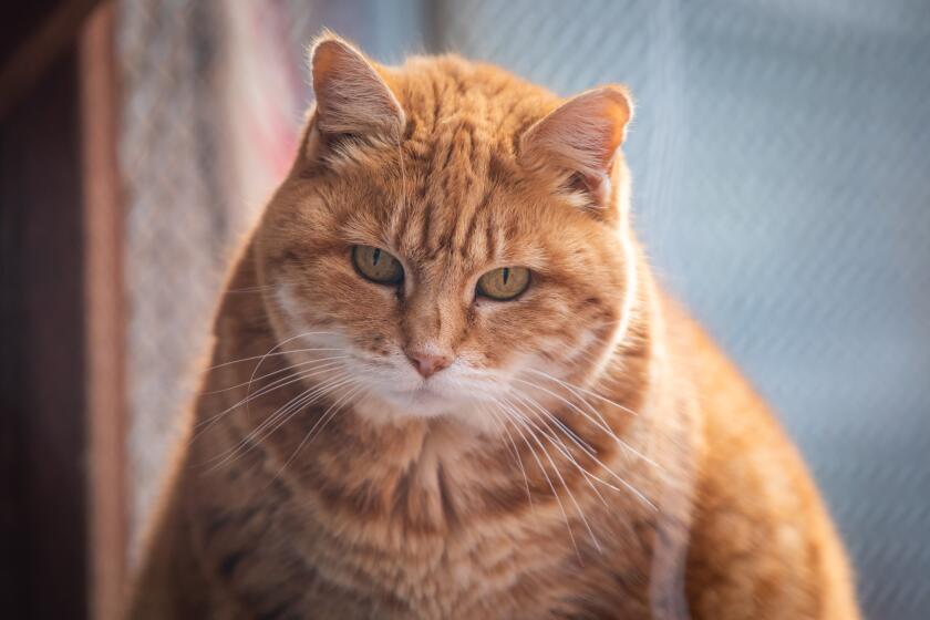 Solano, one of the remaining San Nicolas Island cats.