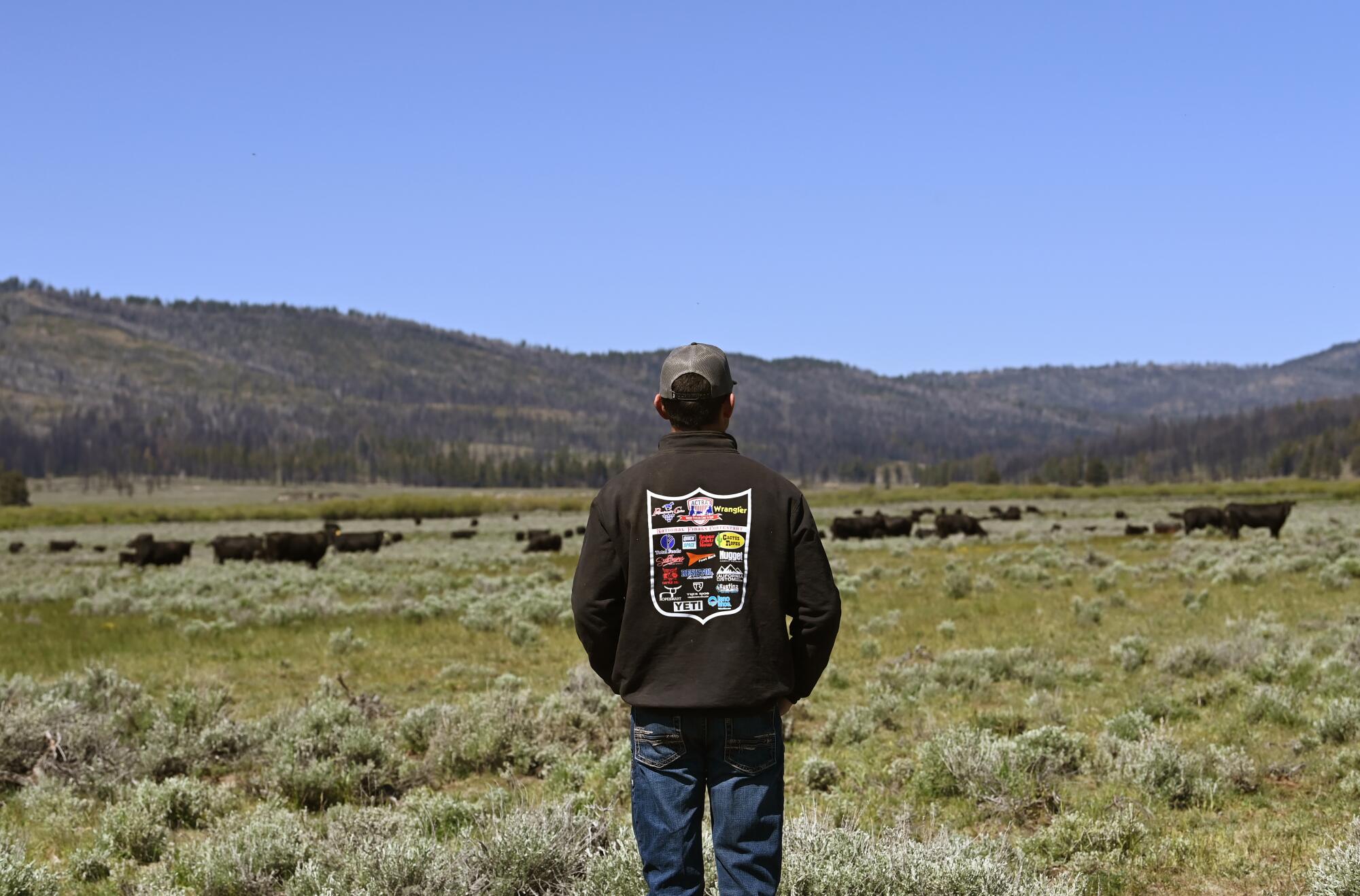 Rancher Dan Greenwood gazes out at his cattle grazing in open pasture.