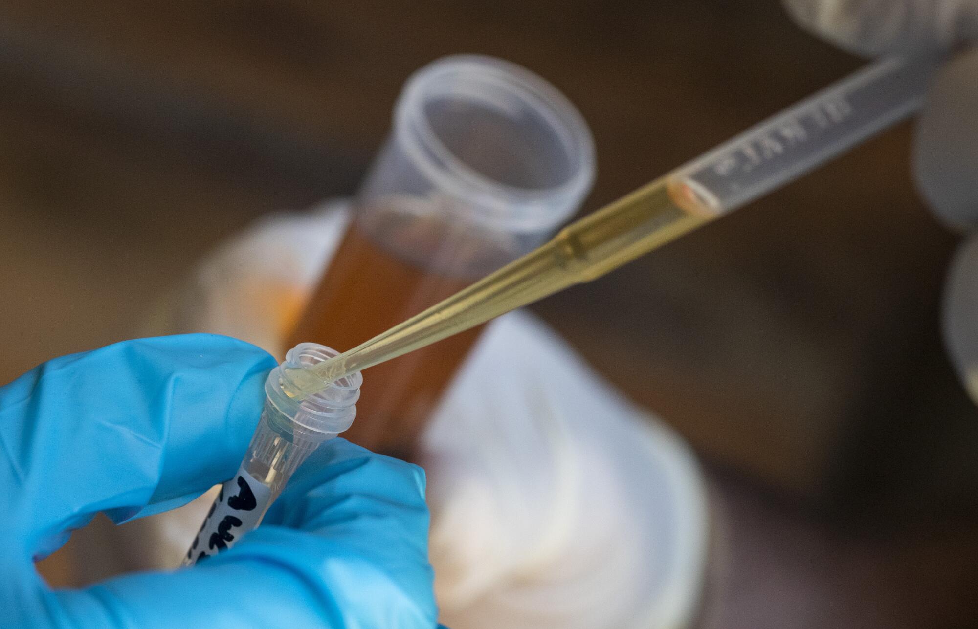 Drops of an amber liquid are released into a tiny vial. 