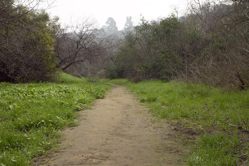 From the Wollam Street entrance, south of Division Street, begin on a dirt path and enjoy the sumac and bay laurel trees at Elyria Canyon Park in Los Angeles.