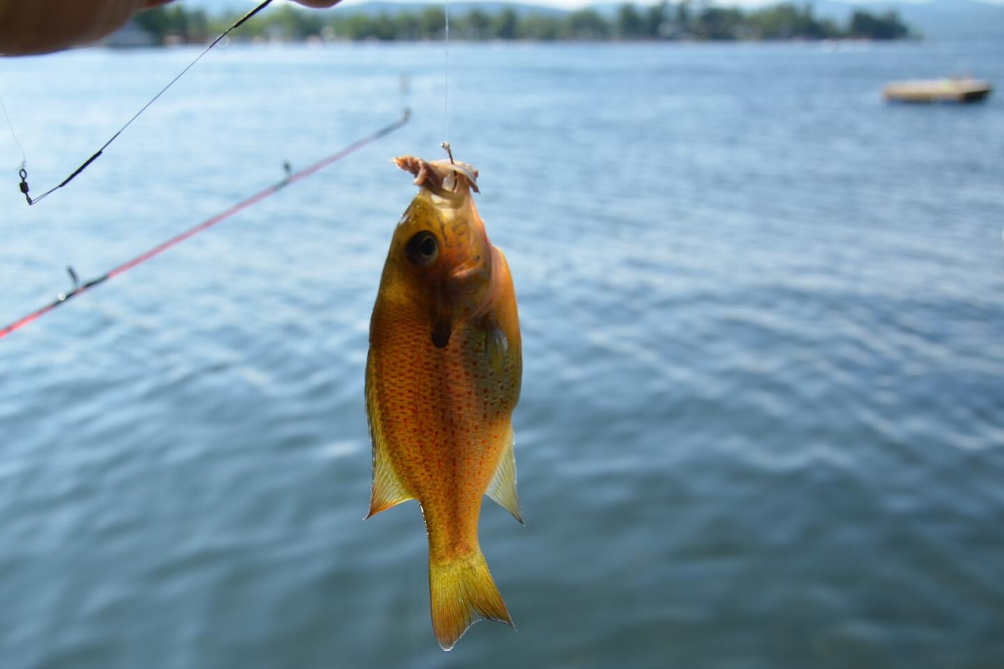 Lake George sunfish