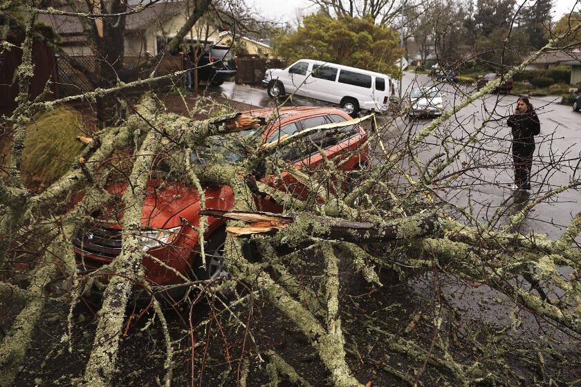 Amber Balog surveys the damage to a friend's vehicle after a wind-blown limb fell on it in Santa Rosa, Calif.  