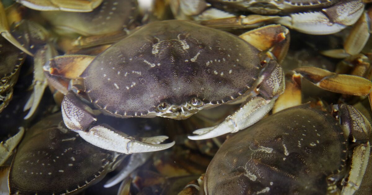 California’s commercial Dungeness crab season delayed again to protect humpback whales