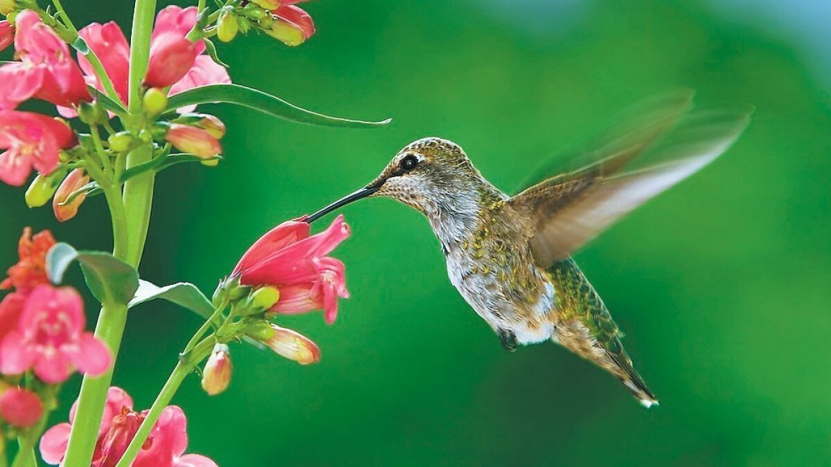Plants That Hummingbirds Can T Resist The San Diego Union Tribune