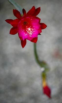 Epiphyllum Gallery