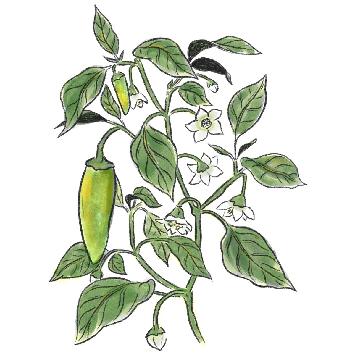 An illustration of a jalapeño growing on a plant with leaves and blooming flowers 
