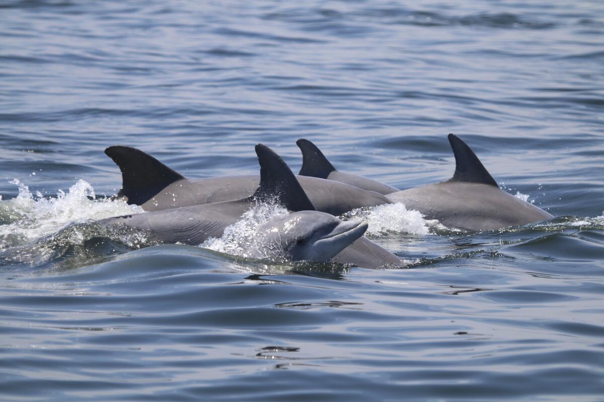 En esta foto de mayo de 2019 provista por el Potomac-Chesapeake Dolphin Project, 