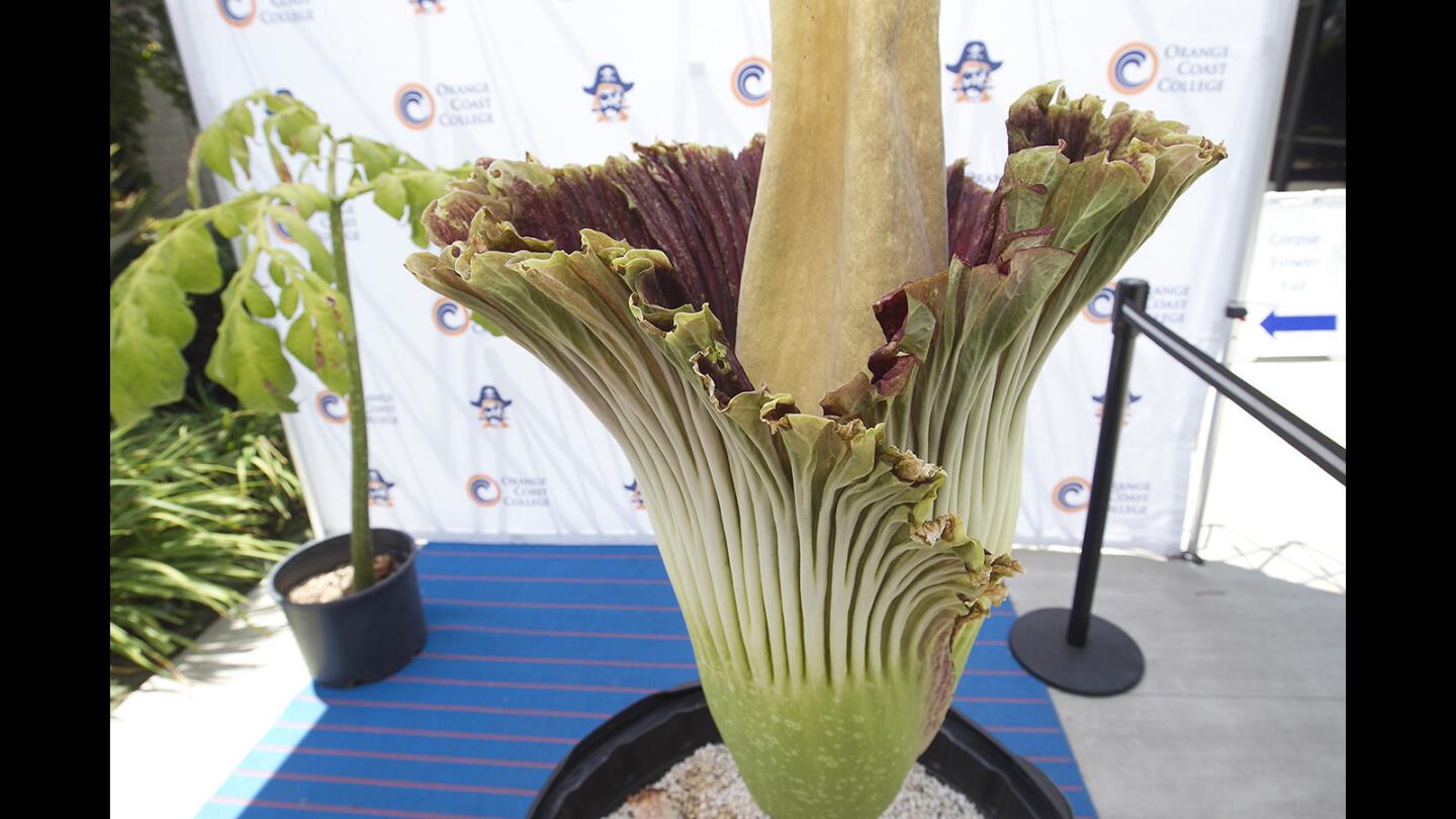 OCC Corpse Flower as Pungent and Alien as Ever