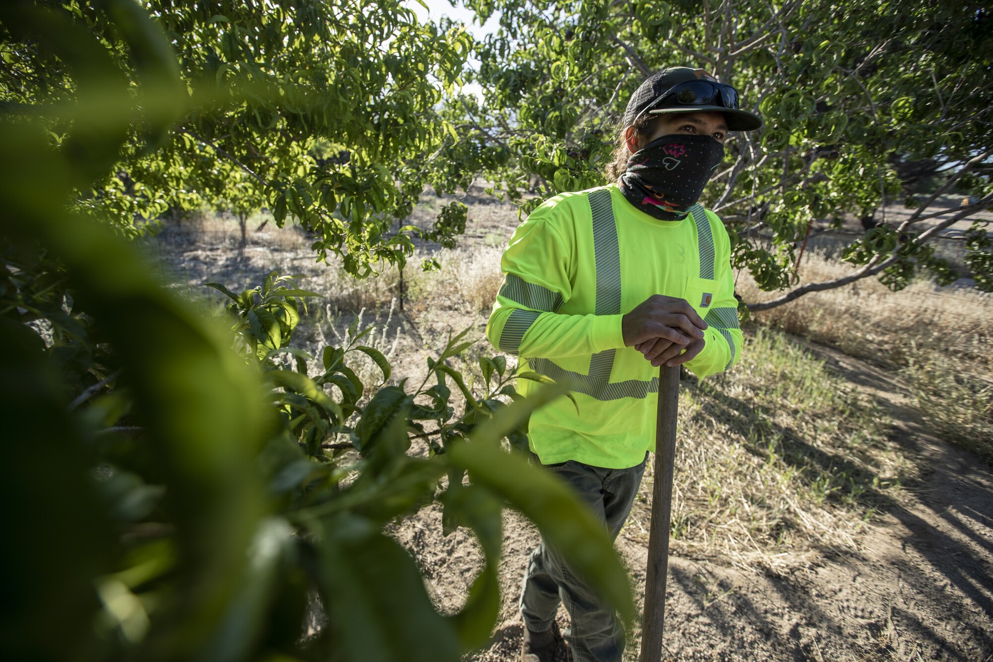 Arborist Dave Goto prepares to water an original pear tree planted by ranchers and farmers in the 1920s in an orchard.