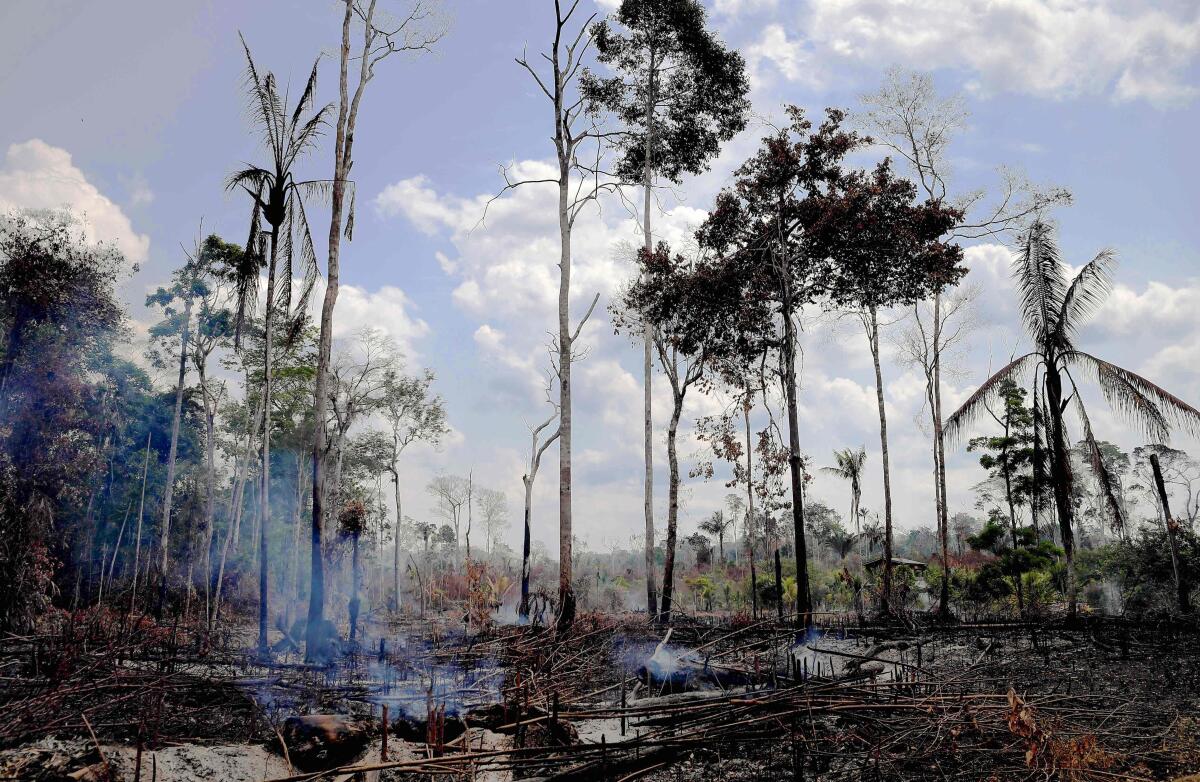 Burnt trees still standing in the Amazon rainforest