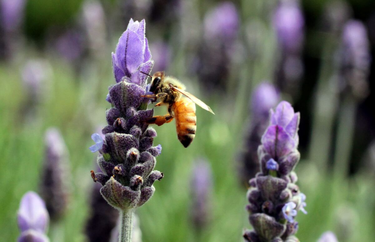 May 21 is World Bee Day and the Japanese Friendship Garden in Balboa Park is hosting an event to raise awareness.