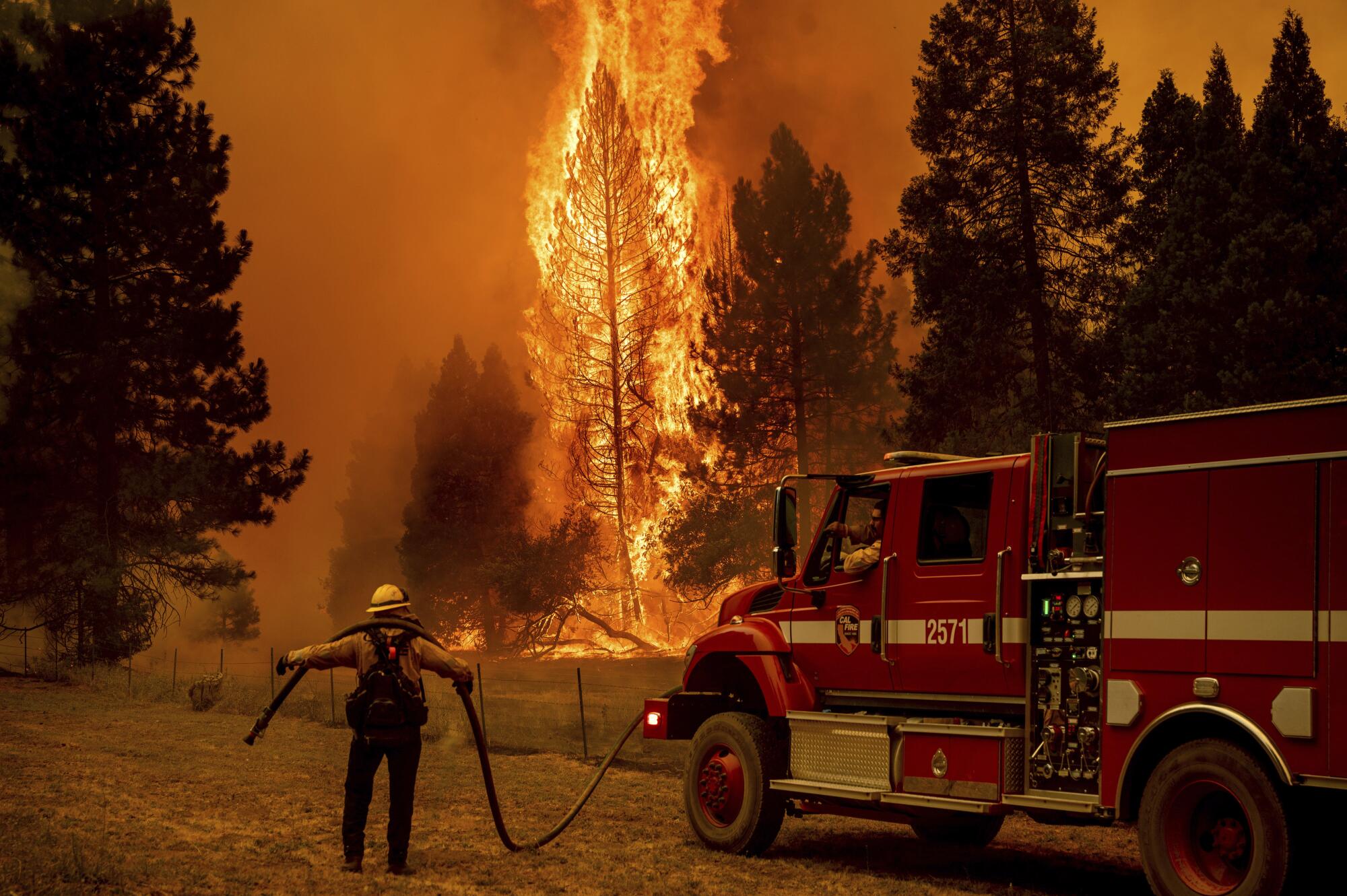 A firefighters watches fire consume a tree.