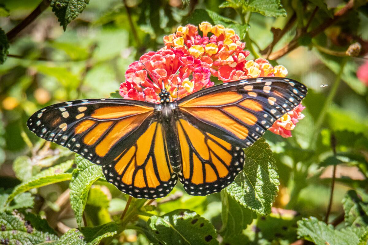 A monarch butterfly feeding on lantana.