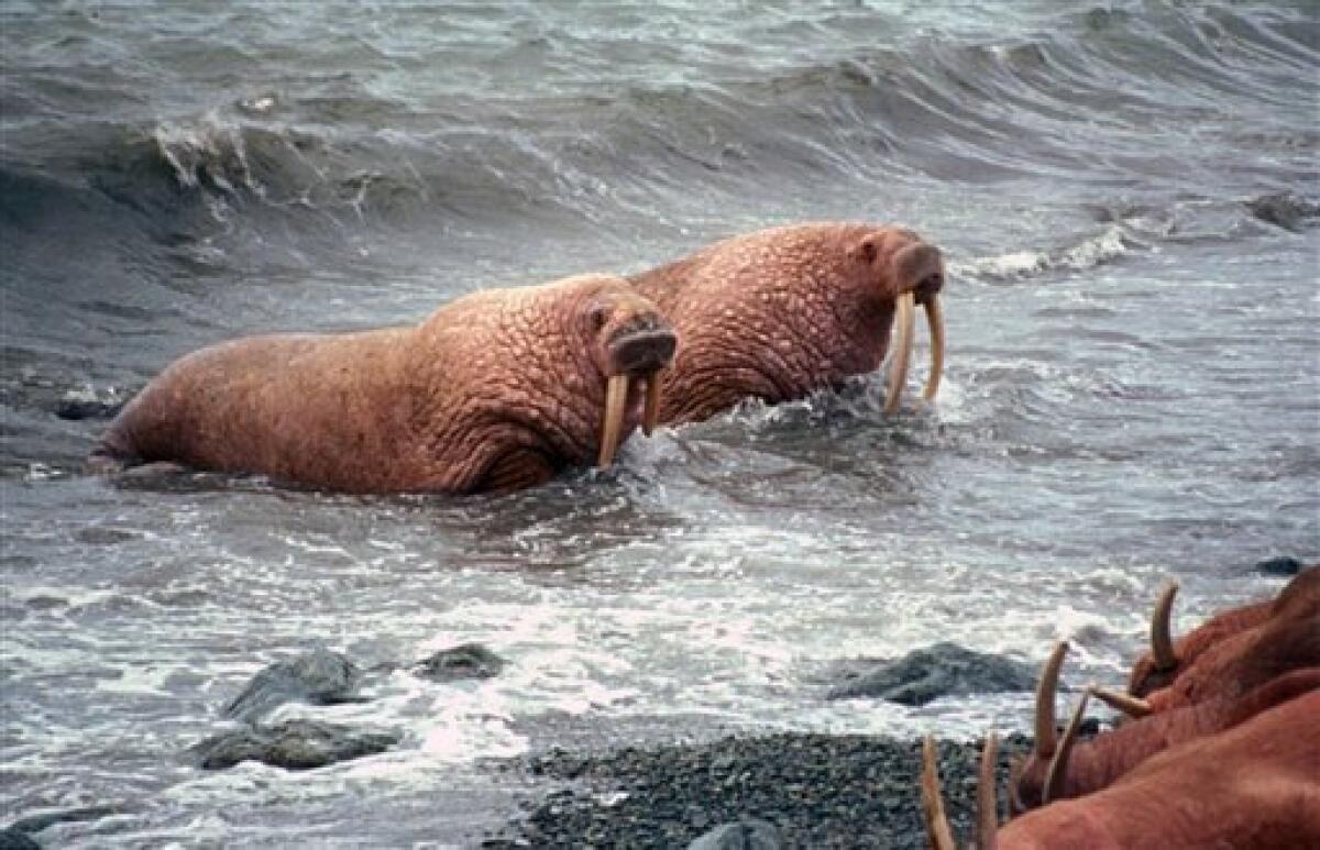 Animals of the Ice: Walruses