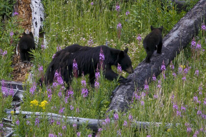 A mother bear and her cubs wander in a meadow near the Petrified Tree in northern Yellowstone National Park.