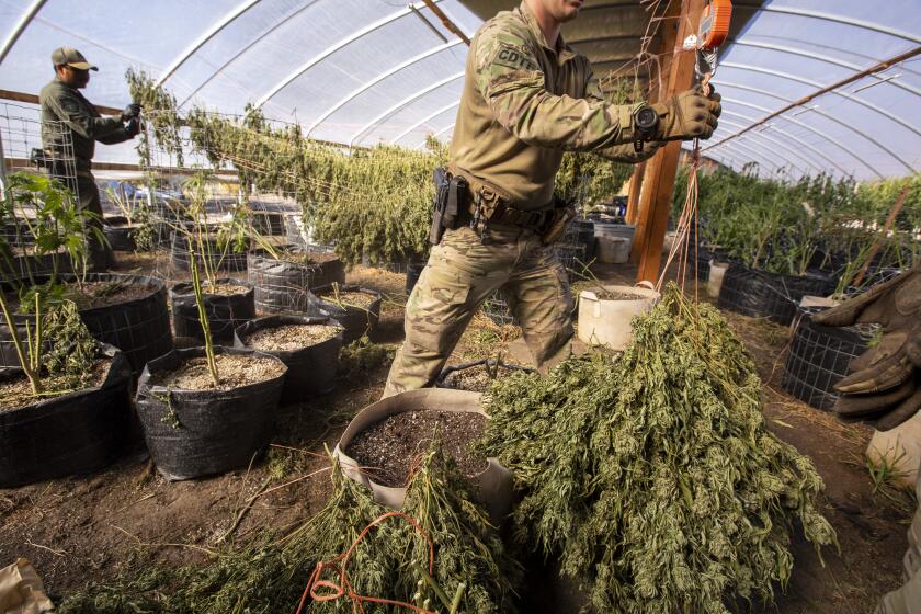 MOUNT SHASTA VISTA, CA - October 13 2021: Siskiyou sheriff's task force members weigh stalks of marijuana as they prepare to destroy it after serving a search warrant in the Mount Shasta Vista subdivision in Siskiyou County on Wednesday, Oct. 13, 2021 in Mount Shasta Vista, CA. (Brian van der Brug / Los Angeles Times)
