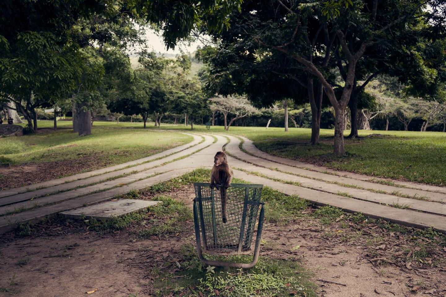 A monkey uses a trash can as a perch in the Caricuao zoo on July 12, 2017. It scavenged around before following a family that was having lunch. In the zoo, attendance is at an all-time low and kiosks don't open until lunch because ticket sales are so low.