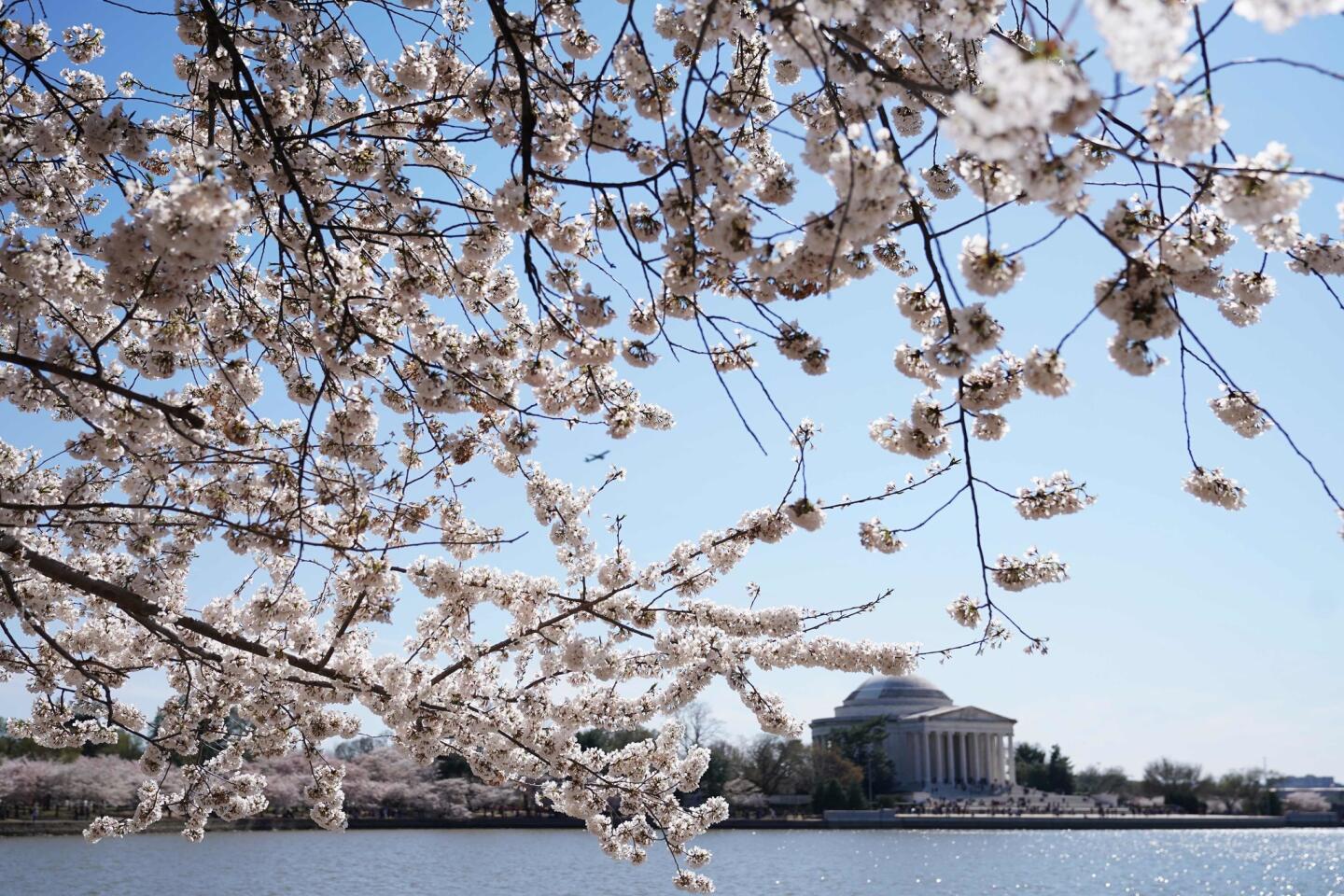 From the blue of the Tidal Basin water to the pink of a blooming