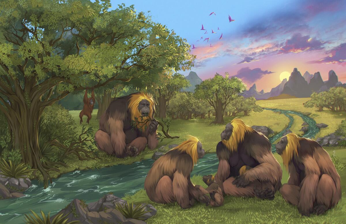 Esta ilustración, proporcionada por investigadores, muestra a simios de la especie 
