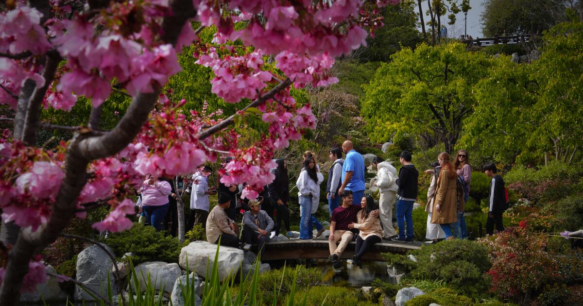 Cherry blossom fever thousands celebrate San Diego's annual festival