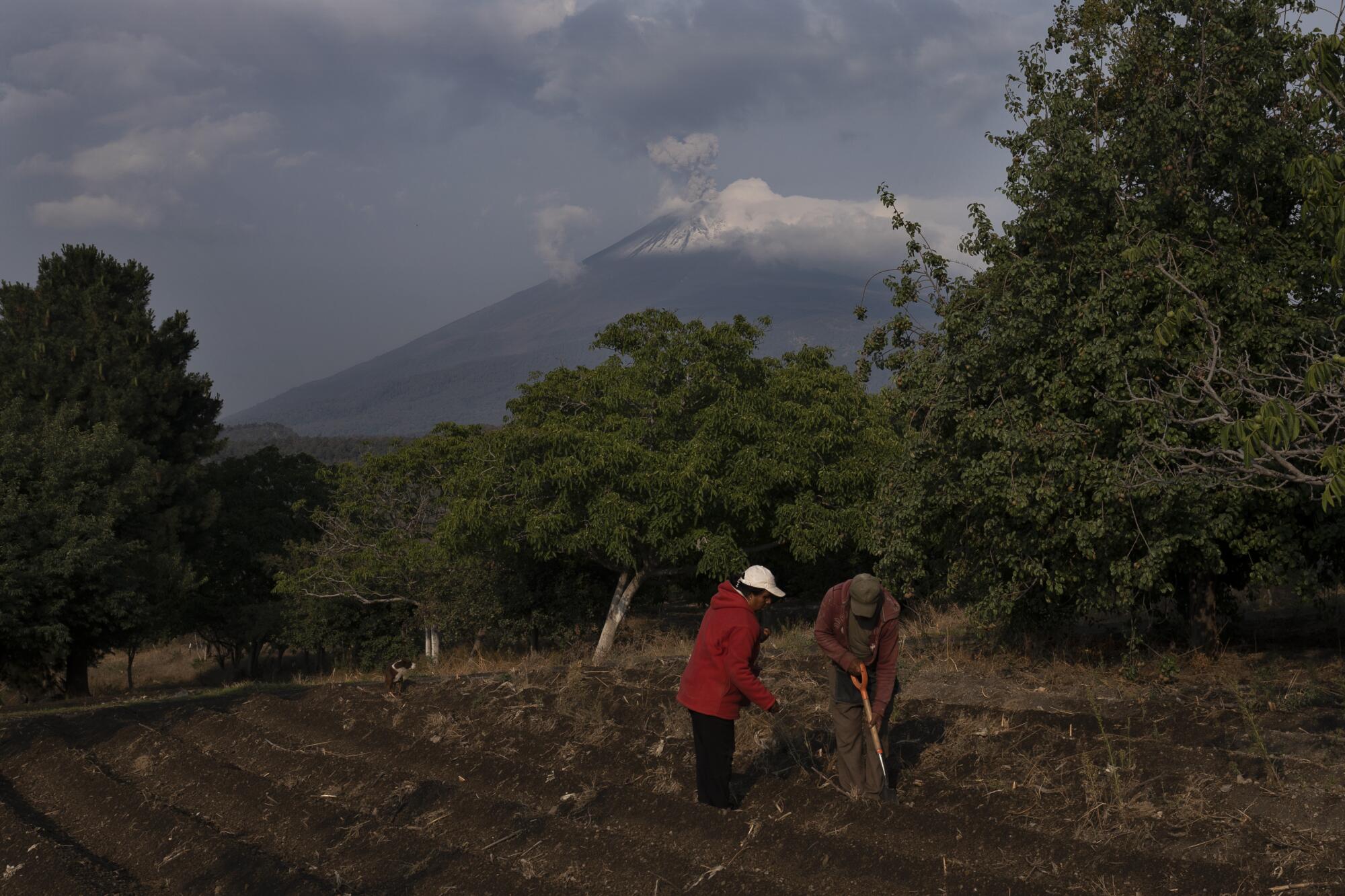 Two people plant corn on tilled ground near trees at the foot of a mountain emitting ash