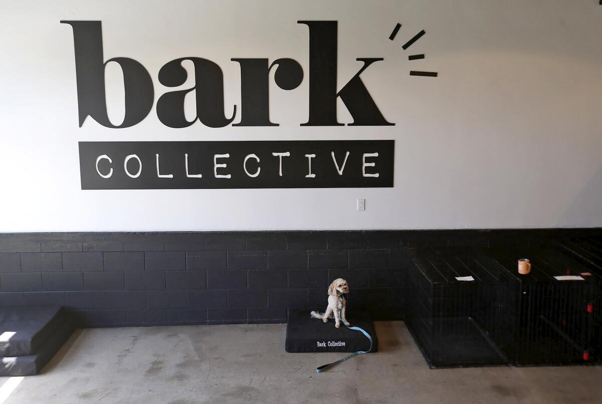A client dog stands on a cushion in the training room at Bark Collective, owned by Jillian and Dan Parks, in Costa Mesa.