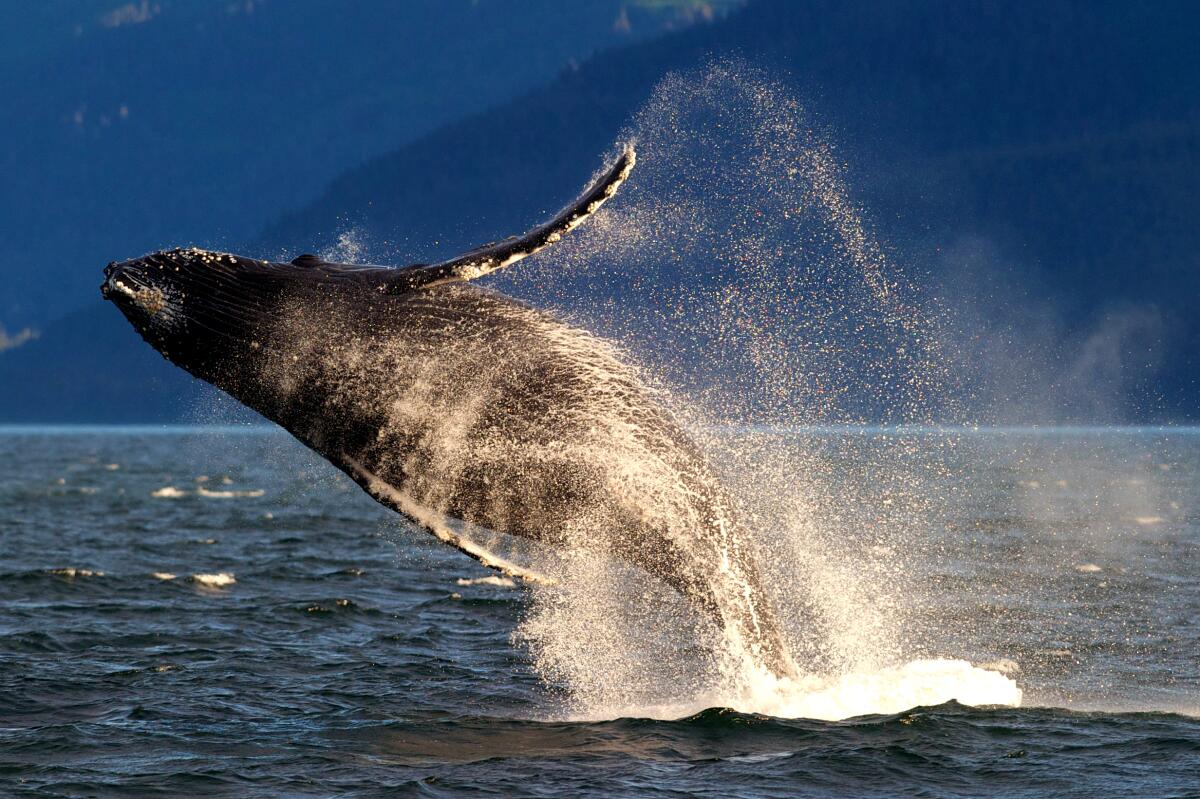 An adult humpback whale breaches in Lynn Canal near Juneau, Alaska.