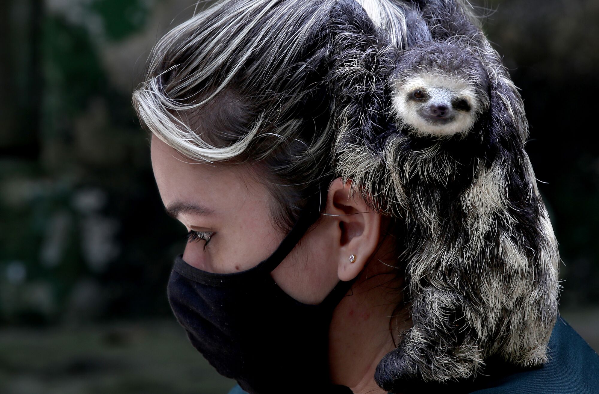 A sloth takes refuge in the hair of a woman