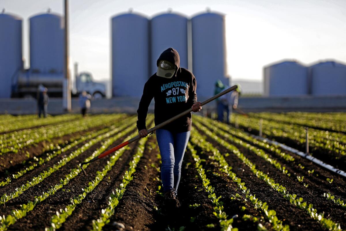 A worker thins a lettuce field outside Salinas, Calif., where growers say they have had to resort to recruiting foreign guest workers to fill a labor shortage.