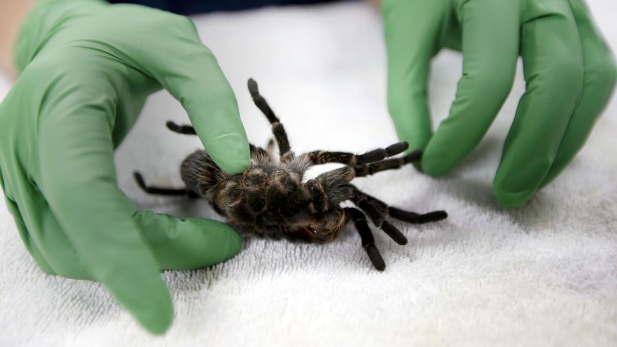 An 8-year-old tarantula named Curley Sue is examined for a lesion at the Sacramento Zoo.