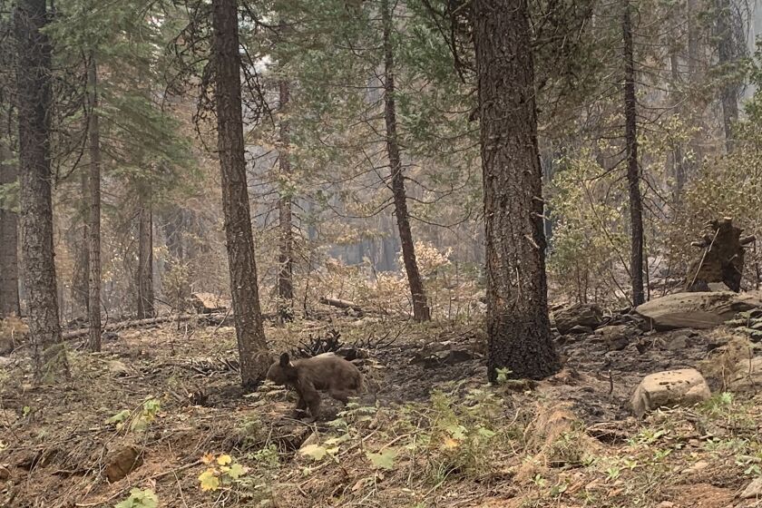 An orphaned bear cub walks alone through an area impacted by the Dixie Fire in Plumas County, Calif., Sunday, Aug. 15, 2021. Thousands of Northern California homes remain threatened by the nation's largest wildfire and officials warn the danger of new blazes erupting across the West is high because of unstable weather. (AP Photo/Eugene Garcia)