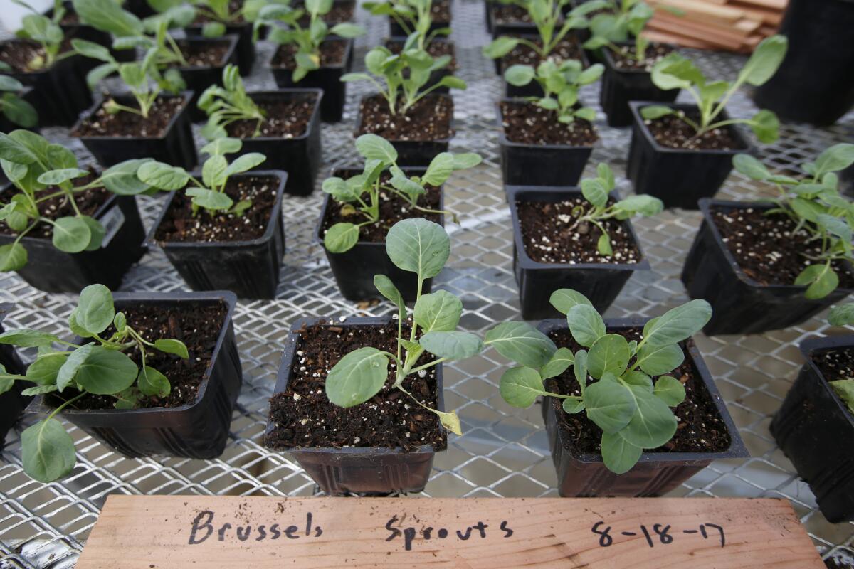 Brussell sprouts in the green house at the Stubhub Center.