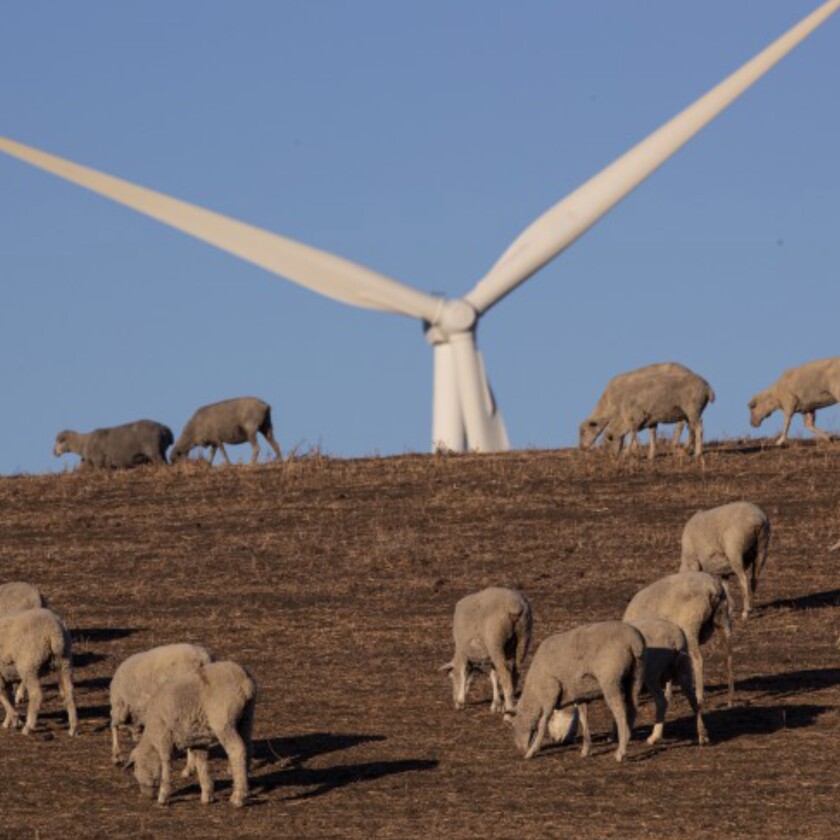 Sheep graze near a massive wind turbine.
