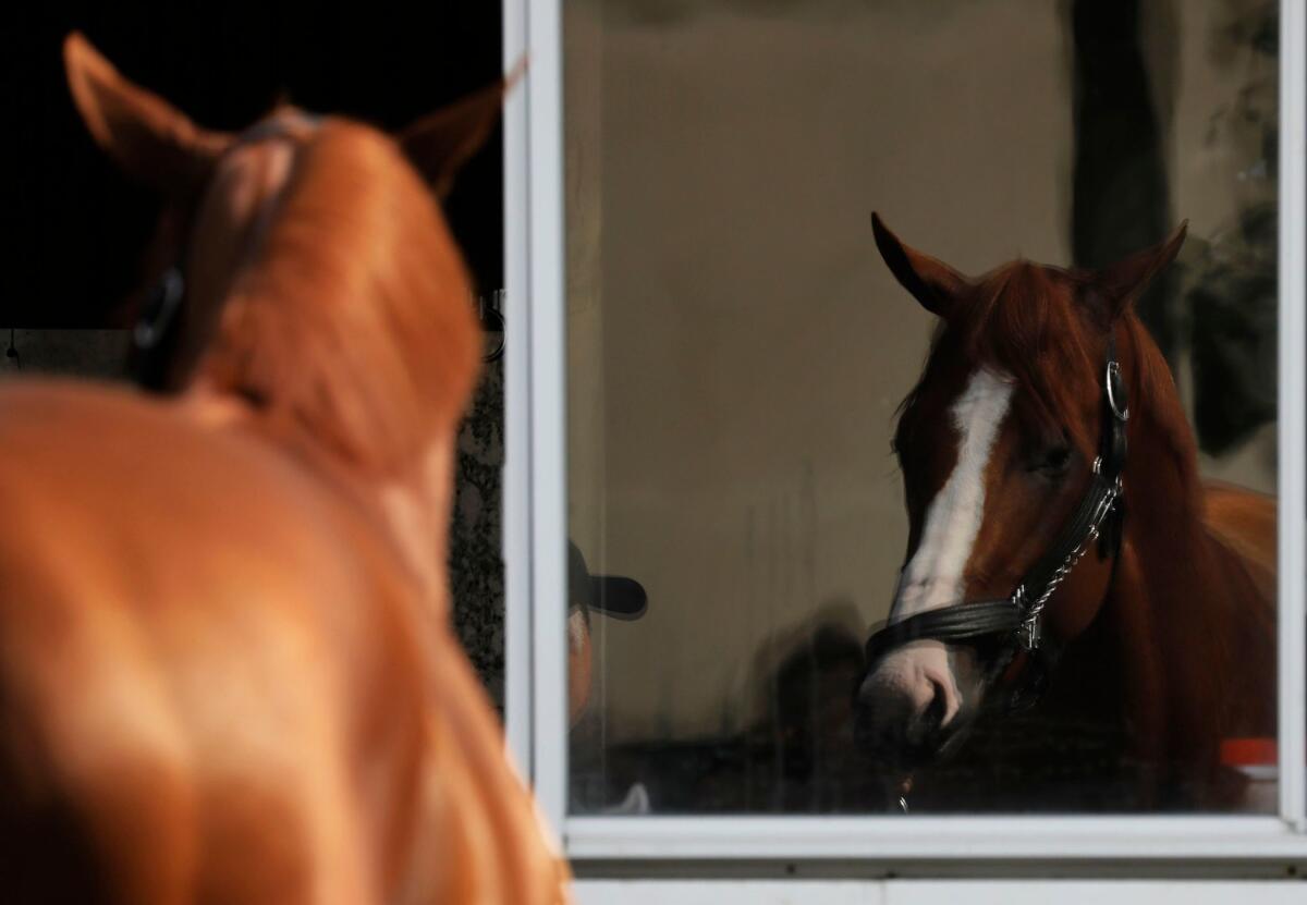 Justify is reflected in a barn window after his workout at Belmont racetrack on Friday.
