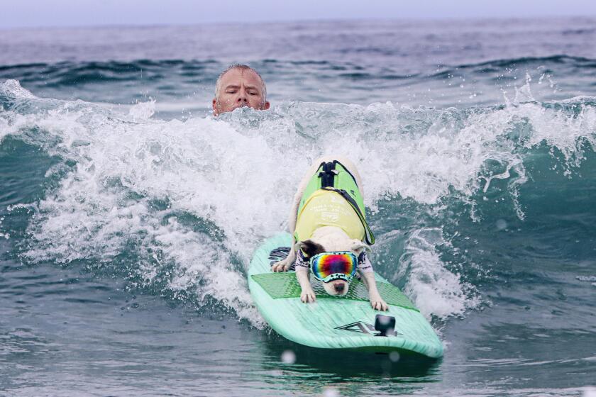 DEL MAR, CA-SEPT18: Faith surfs a wave, while his Human James Wall, looks on, during the Helen Woodward Animal Center's 17th annual Surf Dog Surf-a-Thon at Dog Beach in Del Mar on Sunday, September 18, 2022. The Surf-a-thon features the longest running doggie surf competition and raises funds for orphan pets at Helen Woodward Animal Center.(Photo by Sandy Huffaker for The San Diego Union-Tribune)