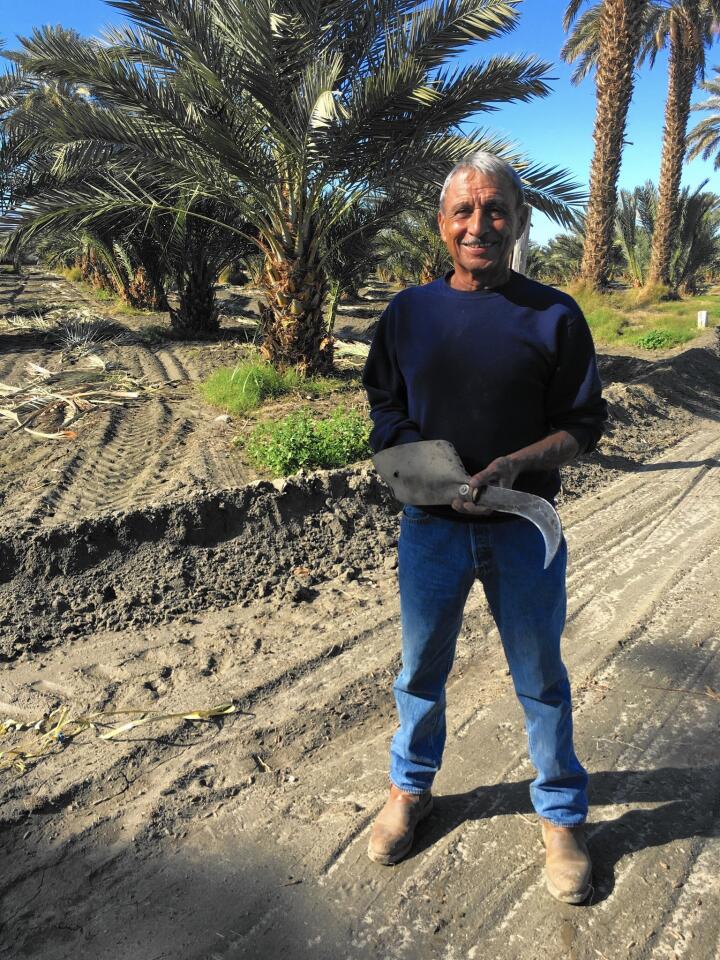 Jesus Gomez holds his machete at Oasis Date Gardens, where he's been harvesting dates for decades.