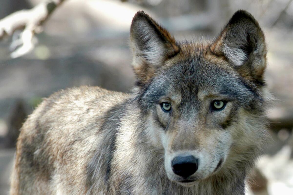 A gray wolf at the Wildlife Science Center in Forest Lake, Minn.