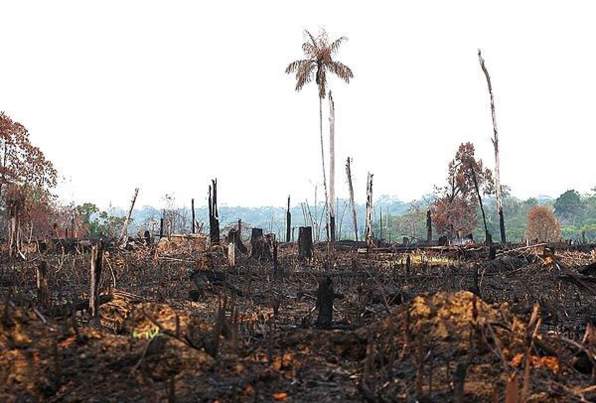Forest land smolders in a portion of the Amazon after it was slashed and burned to make way for a palm plantation.