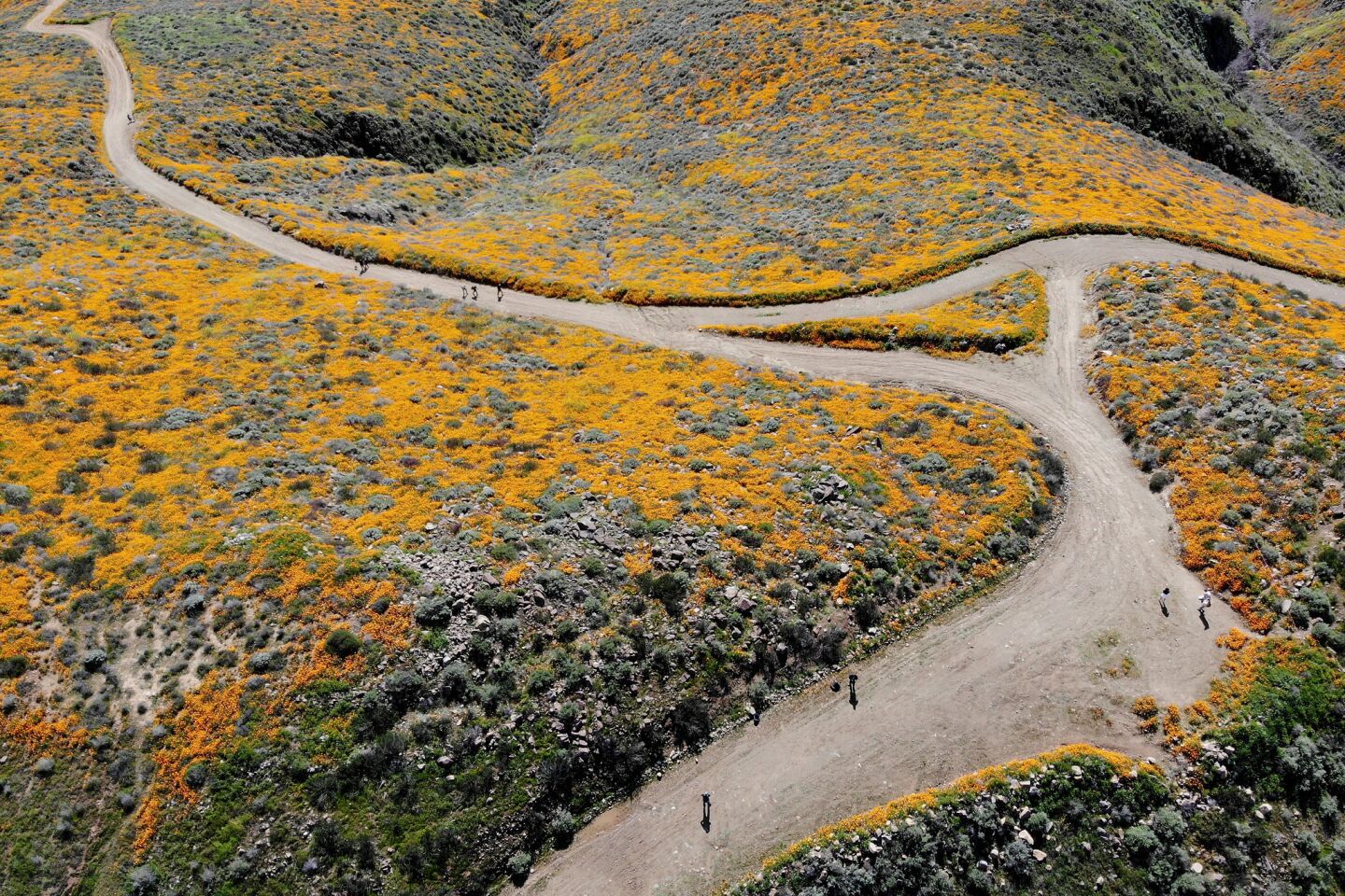 An aerial view of the flowers blanketing Walker Canyon.